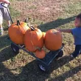 Hinton's Orchard and Farm Market Fall Fun photo