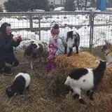 Erickson's Petting Zoo photo
