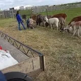 Erickson's Petting Zoo photo