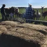 Erickson's Petting Zoo photo