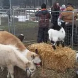 Erickson's Petting Zoo photo