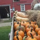 Erickson's Petting Zoo photo