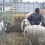 Erickson's Petting Zoo photo