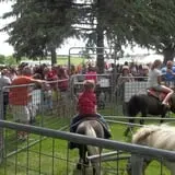 Erickson's Petting Zoo photo
