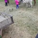 Erickson's Petting Zoo photo
