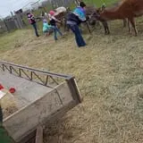 Erickson's Petting Zoo photo
