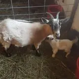 Erickson's Petting Zoo photo