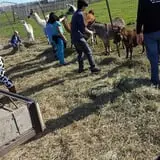 Erickson's Petting Zoo photo