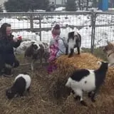 Erickson's Petting Zoo photo