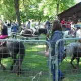 Erickson's Petting Zoo photo