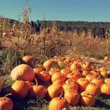 New River Corn Maze photo