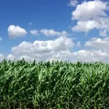 New River Corn Maze photo
