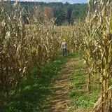 New River Corn Maze photo