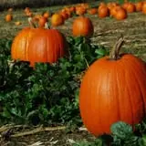 New River Corn Maze photo