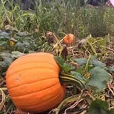 New River Corn Maze photo