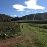 New River Corn Maze photo