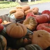 Delicious Orchards photo