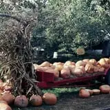 Delicious Orchards photo