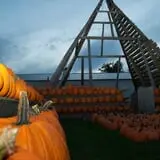 The Great Pumpkin Farm photo
