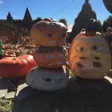The Great Pumpkin Farm photo
