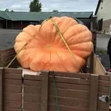 The Great Pumpkin Farm photo