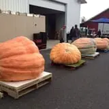 The Great Pumpkin Farm photo