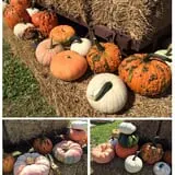 The Great Pumpkin Farm photo