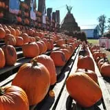 The Great Pumpkin Farm photo
