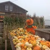 The Great Pumpkin Farm photo