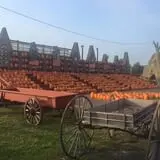 The Great Pumpkin Farm photo