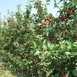 Whittier Fruit Farm photo