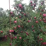 Whittier Fruit Farm photo