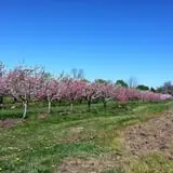 Whittier Fruit Farm photo
