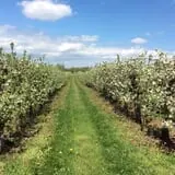 Whittier Fruit Farm photo