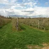 Whittier Fruit Farm photo