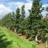 Whittier Fruit Farm photo