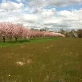 Whittier Fruit Farm photo
