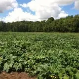 Whittier Fruit Farm photo