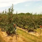 Whittier Fruit Farm photo