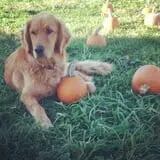 Sunny Acres Farm Pumpkin Festival photo