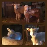 Sunny Acres Farm Pumpkin Festival photo