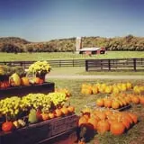 Sunny Acres Farm Pumpkin Festival photo
