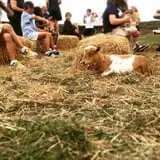 Sunny Acres Farm Pumpkin Festival photo