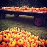 Sunny Acres Farm Pumpkin Festival photo