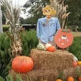 Lineberger's Maple Springs Farm photo