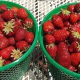Lineberger's Maple Springs Farm photo