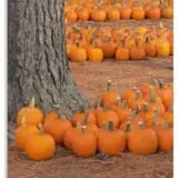Lineberger's Maple Springs Farm photo