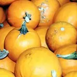 Lineberger's Maple Springs Farm photo