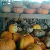 Lineberger's Maple Springs Farm photo