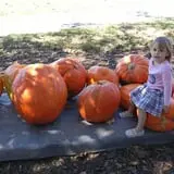 Lineberger's Maple Springs Farm photo